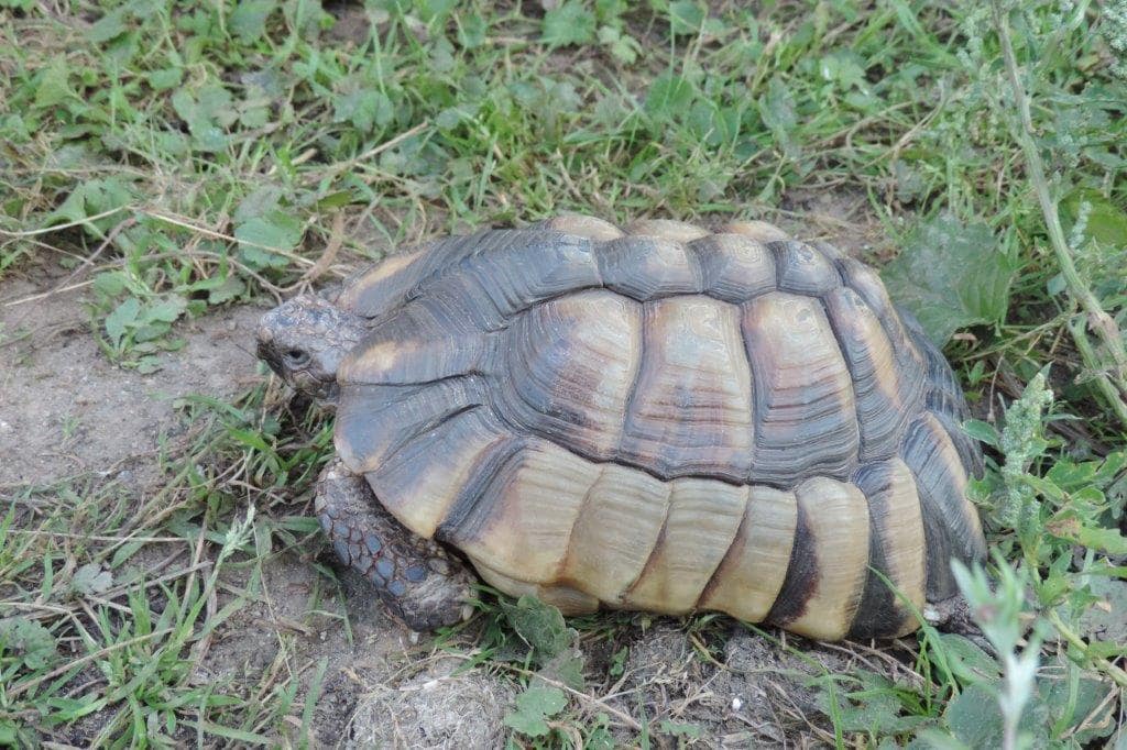 Schildkröte Turtok