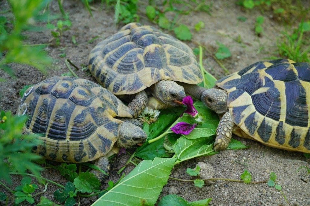 Schildkröten 3 Beste Freunde