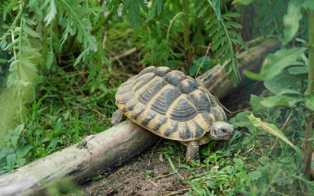 Ratlos beim Gehegebau? Wir zeigen Dir, wie Du Deinen Landschildkröten das perfekte Außengehege baust.