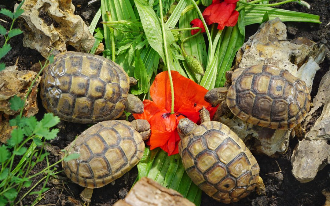 Die richtige Ernährung für europäische Landschildkröten
