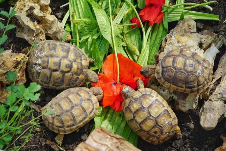 4 Landschildkröten am Essen eines Blattes