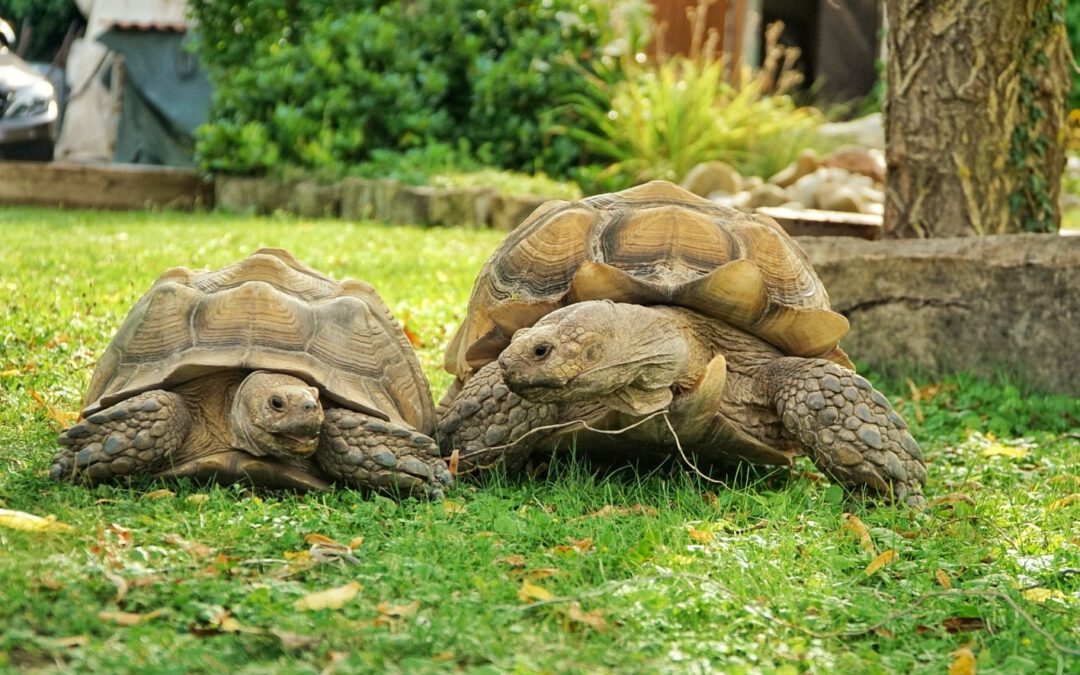 Kinder und Schildkröten – Ein geeignetes Haustier?
