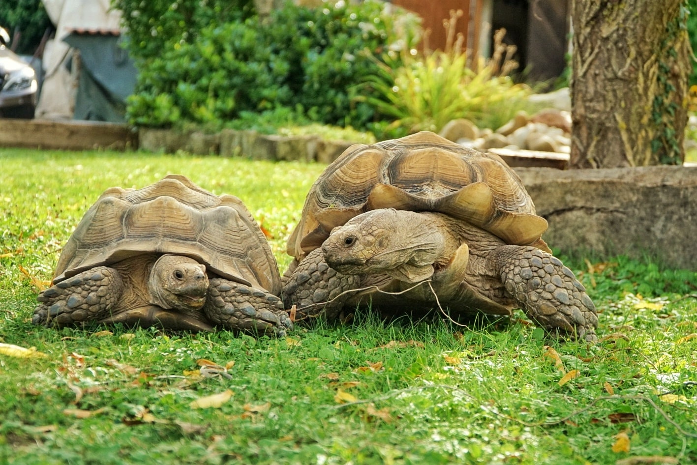 Schildkröten otto und Lisl