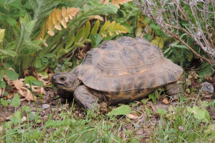 Beispiel einer maurischen Landschildkröte