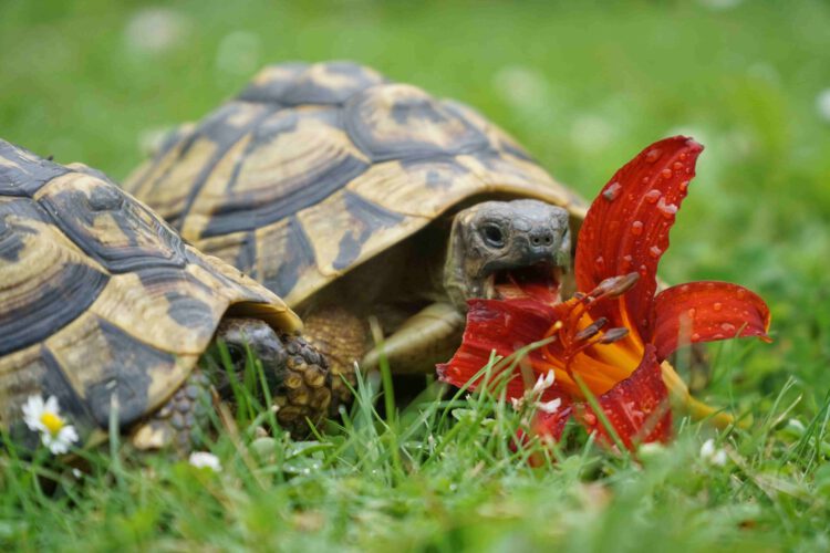 Schildkröte frisst Blume