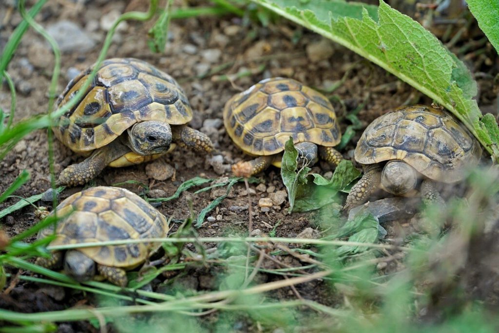 Schildkröte 9 Winzlinge