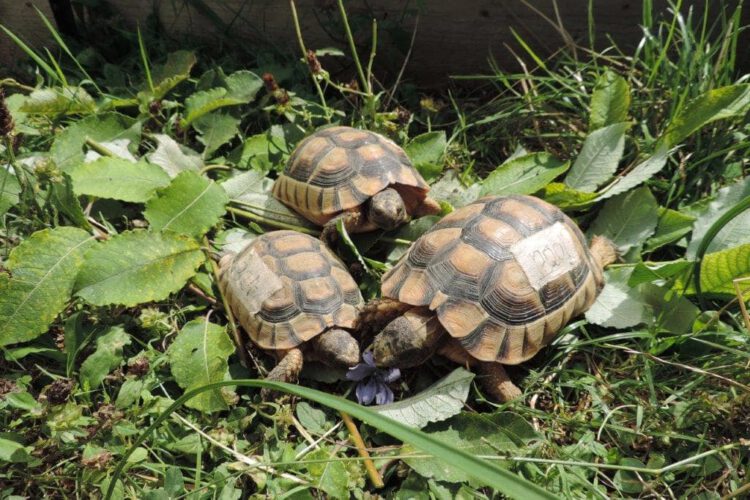Adoption Landschildkröte Semiadulte Schildkröten