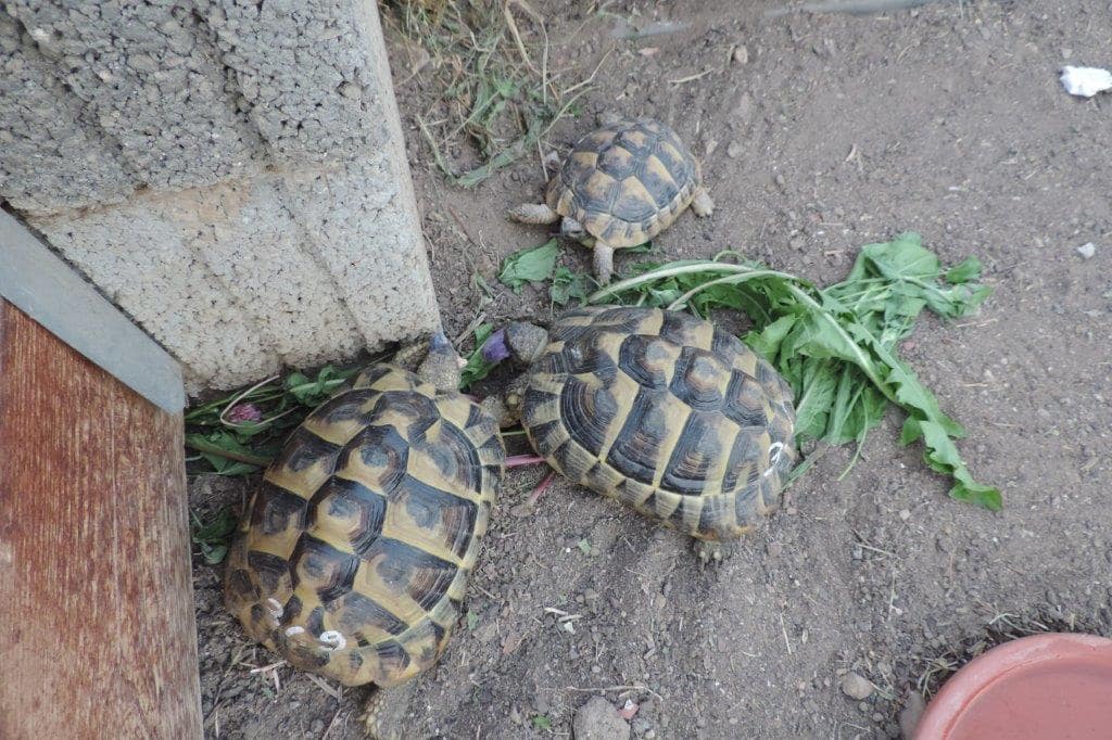 Schildkröten 3 unzertrennliche Freunde