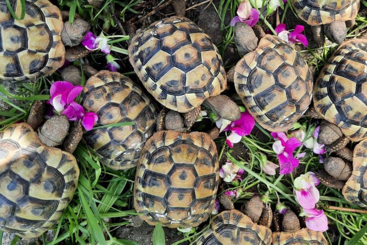 Haufen junger Schildkröten