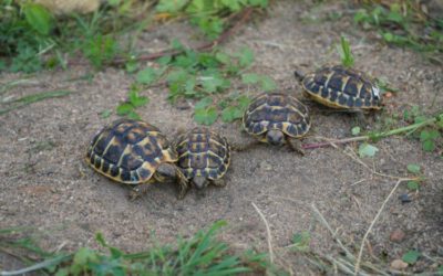 4 Kleine griechische Landschildkröten (Westrasse)