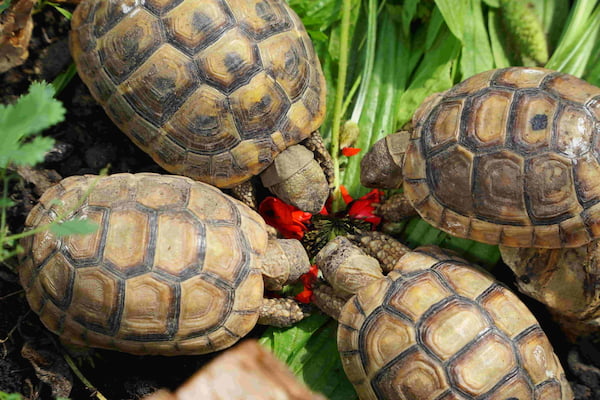 4 Landschildkröten am Essen eines Blattes