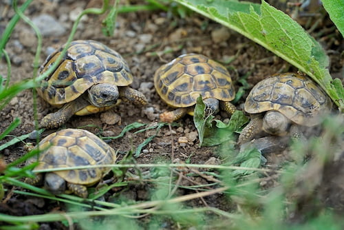 4 smieadulte griechische Landschildkröten beim Fressen