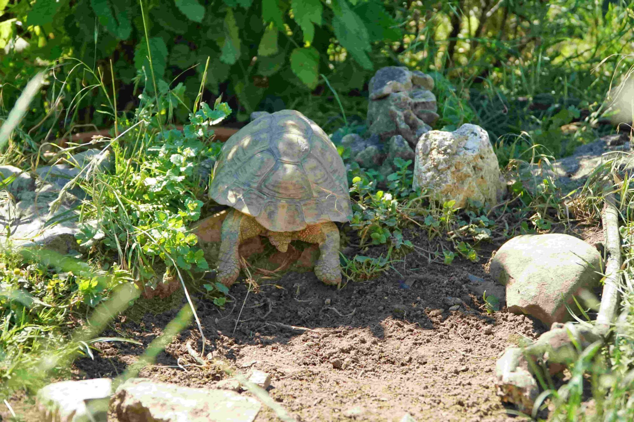 Ratlos beim Gehegebau? Wir zeigen Dir, wie Du Deinen Landschildkröten